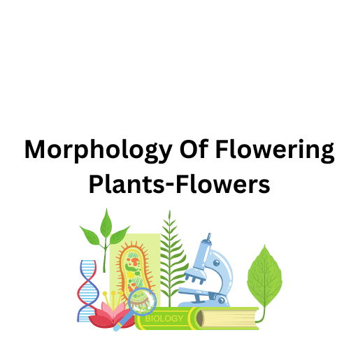 Morphology Of Flowering Plants-Flowers